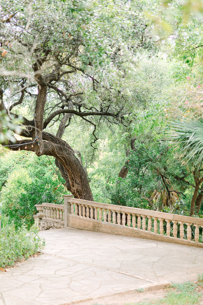 tree and terrace at Laguna Gloria